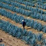 Agave Analysis: Tequila Comparisons and Cocktails